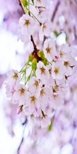 Дверь с фотопечатью Природа П22