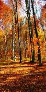 Дверь с фотопечатью Природа П83