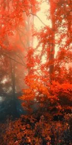 Дверь с фотопечатью Природа П74