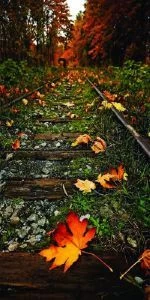 Дверь с фотопечатью Природа П89