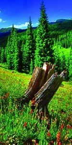 Дверь с фотопечатью Природа П58