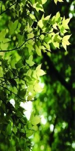 Дверь с фотопечатью Природа П29