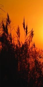 Дверь с фотопечатью Природа П95