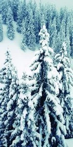 Дверь с фотопечатью Природа П21