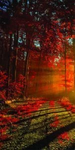 Дверь с фотопечатью Природа П71