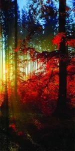 Дверь с фотопечатью Природа П72