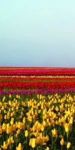 Дверь с фотопечатью Природа П54