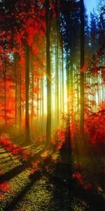 Дверь с фотопечатью Природа П70