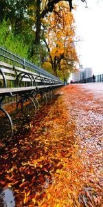 Дверь с фотопечатью Природа П100