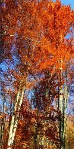 Дверь с фотопечатью Природа П82