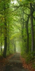 Дверь с фотопечатью Природа П80