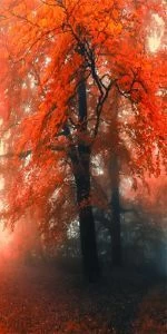 Дверь с фотопечатью Природа П75