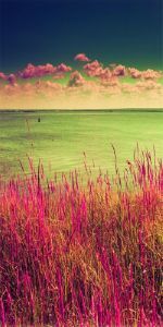 Дверь с фотопечатью Природа П105