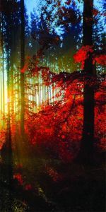 Дверь с фотопечатью Природа П72