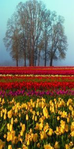 Дверь с фотопечатью Природа П55