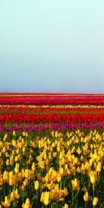 Дверь с фотопечатью Природа П54