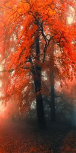 Дверь с фотопечатью Природа П75